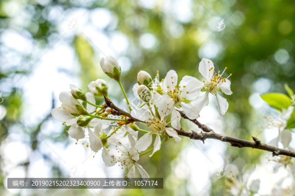 李子花