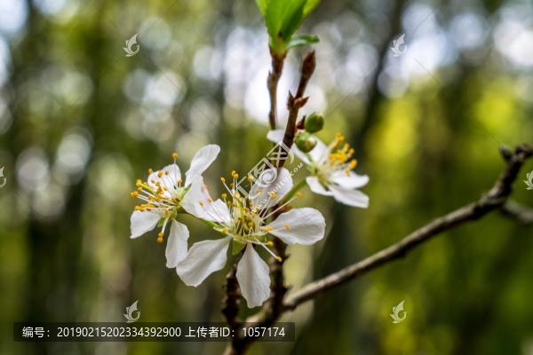 李子花