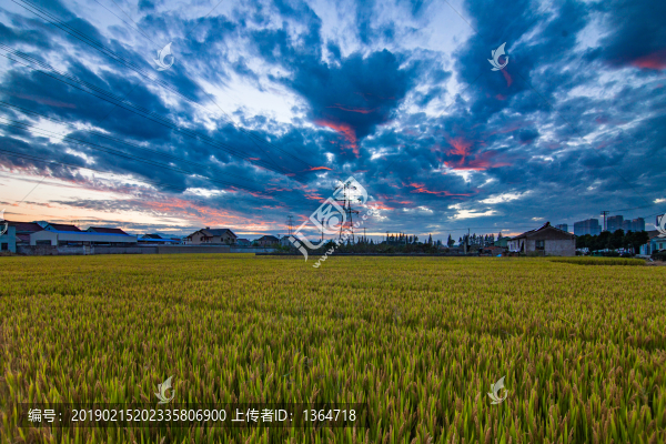 田野