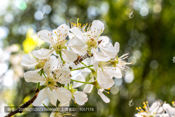 李子花