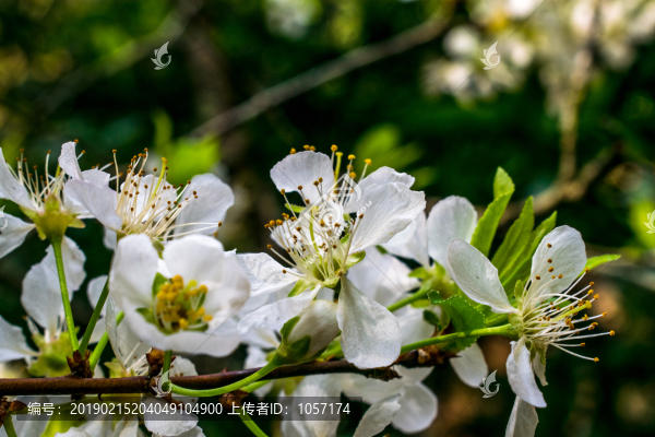 李子花