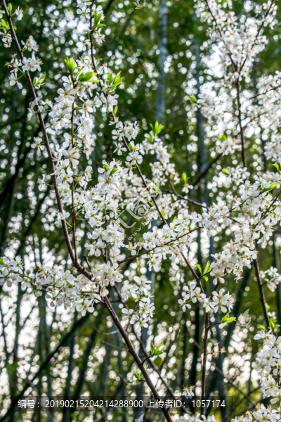 李花