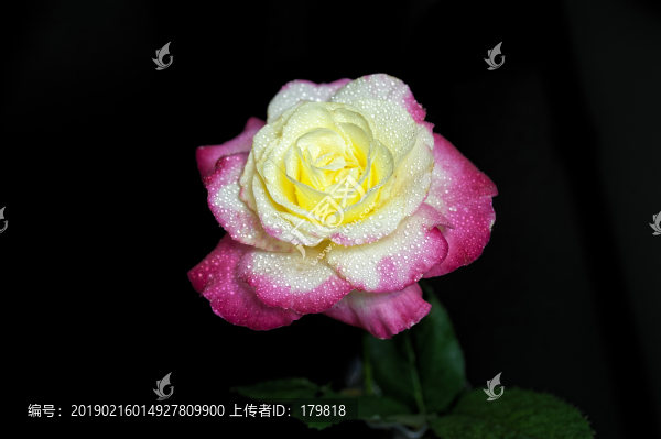 變色月季