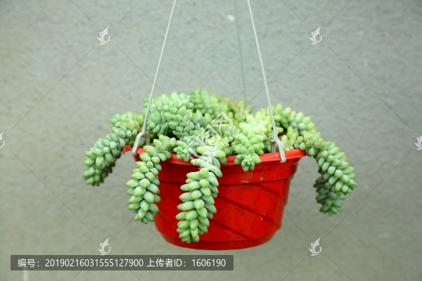 盆景