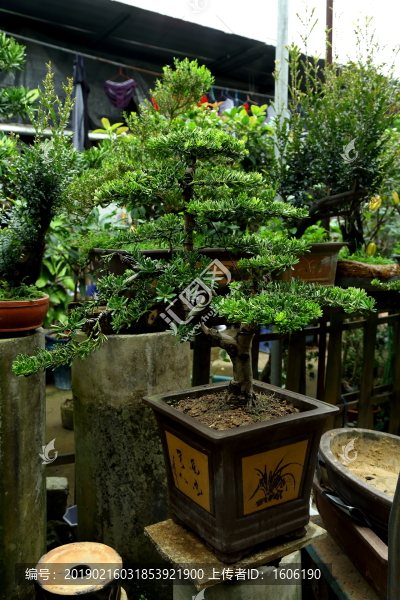 盆景