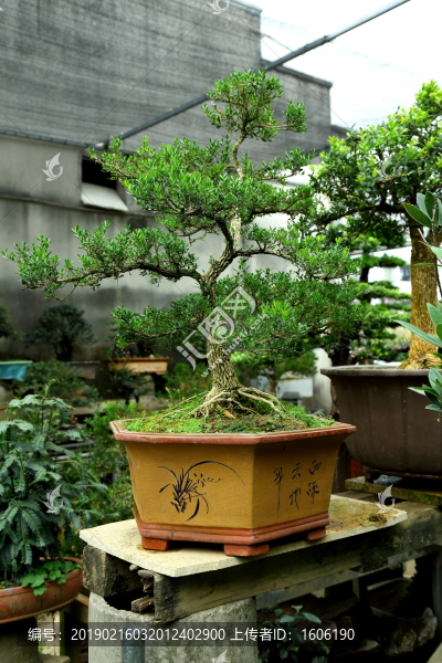 盆景