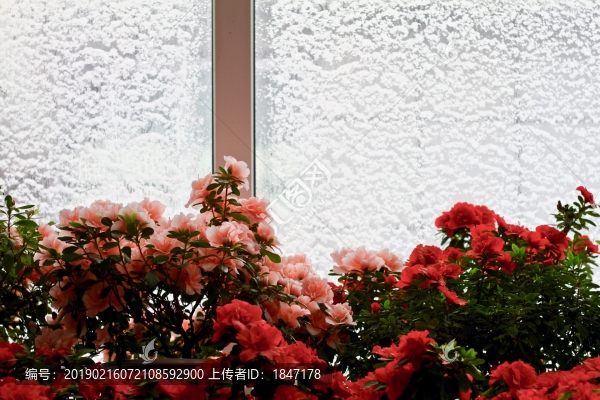 杜鵑花