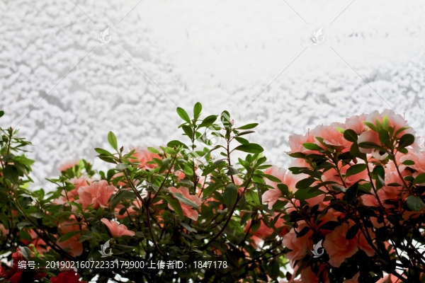 杜鵑花