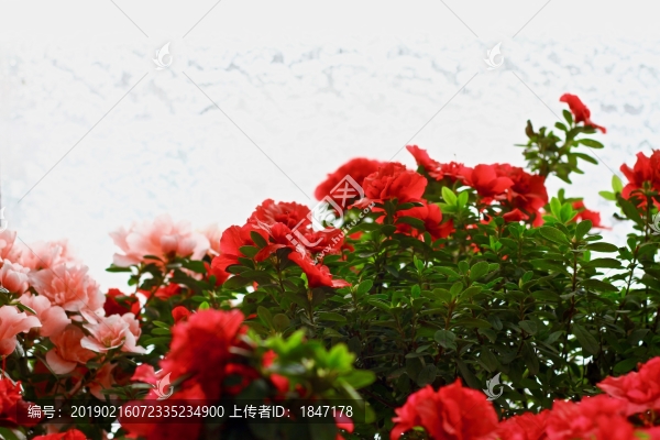 杜鵑花