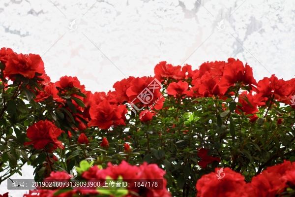 杜鵑花