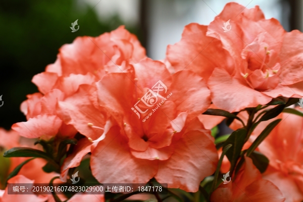 杜鵑花