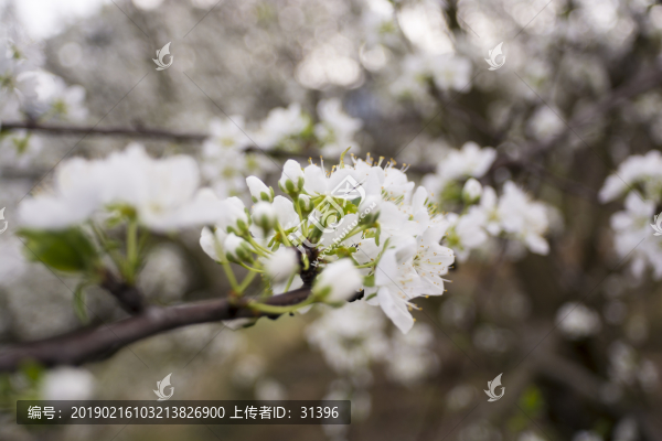春天的李花