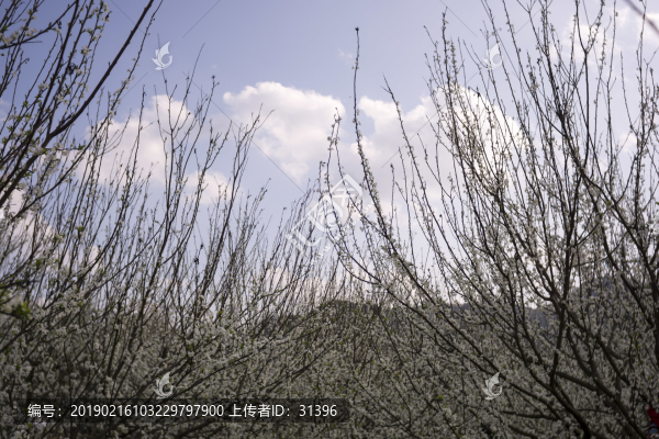 春天的李花