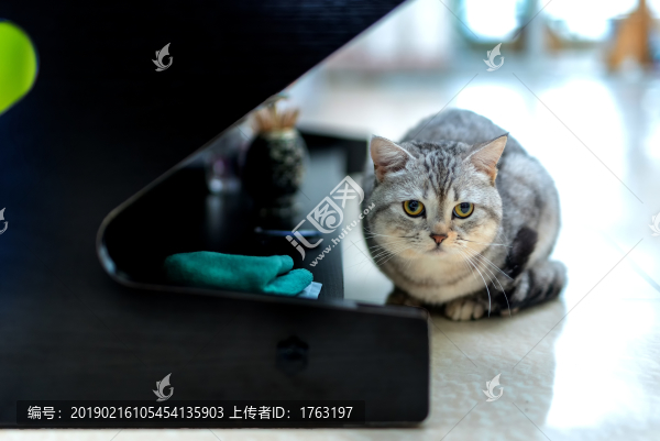 暗中觀察的小貓