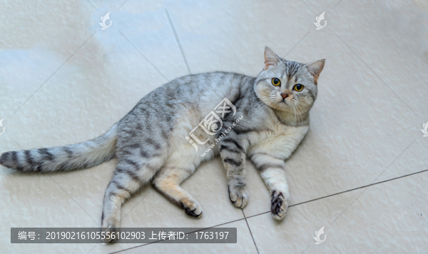 打滾的小貓