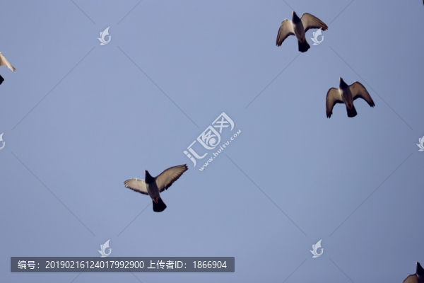 飛翔的鴿群