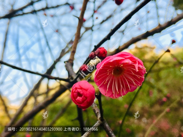 紅梅迎春