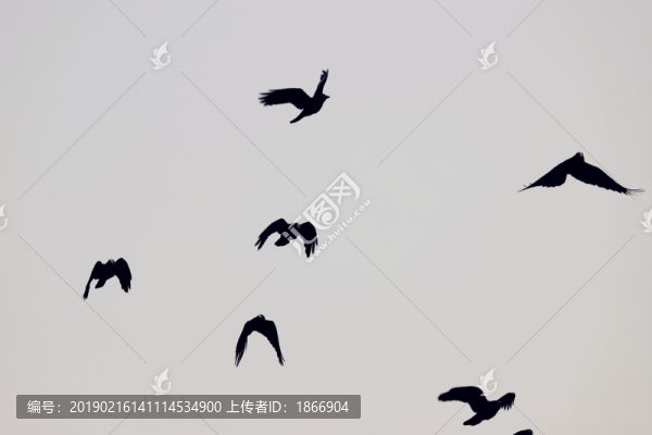 烏鴉群飛