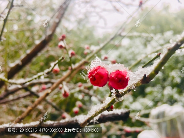 雪中梅