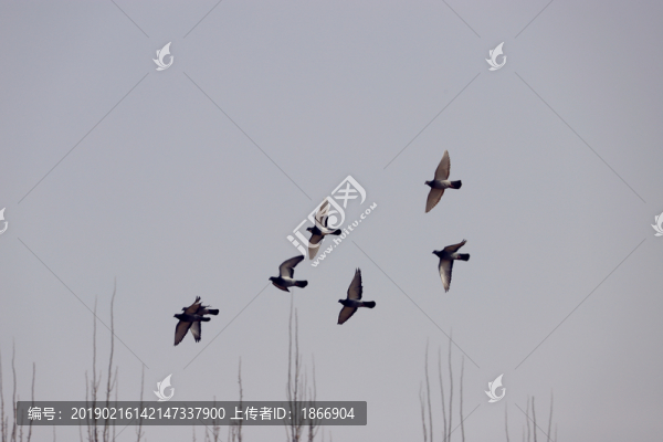 飛翔的鴿群