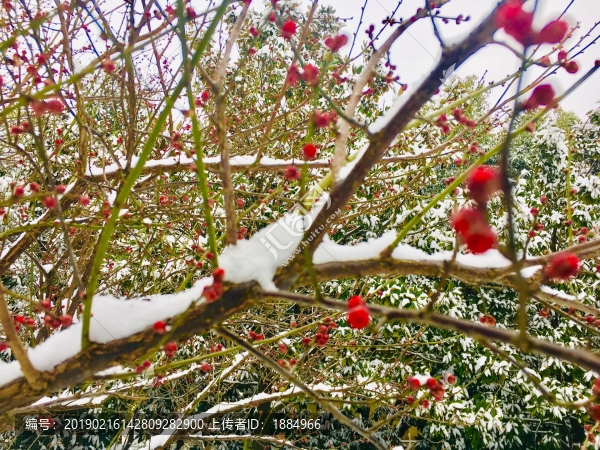雪中梅