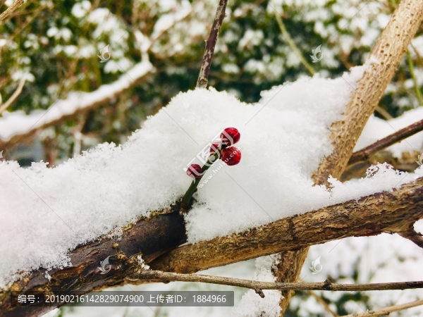 雪中梅