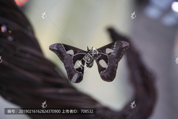 蝴蝶飛舞