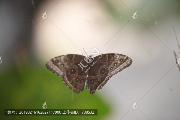 蝴蝶特寫