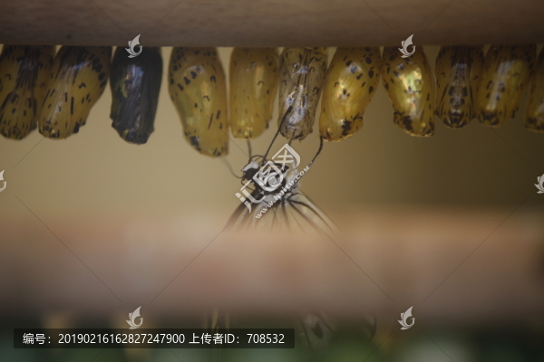 蝴蝶孵化特寫