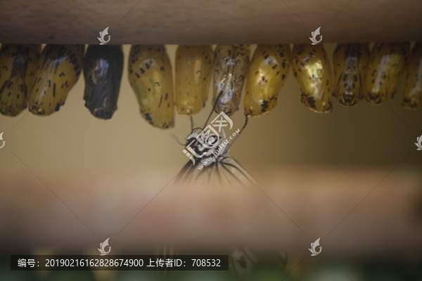 蝴蝶孵化特寫