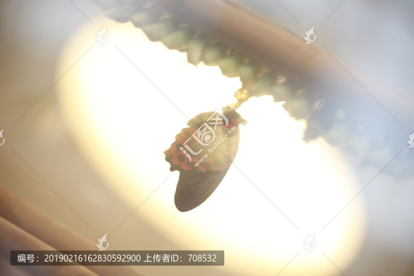 蝴蝶特寫