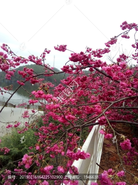 櫻花