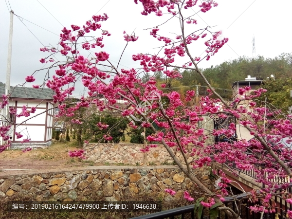 櫻花