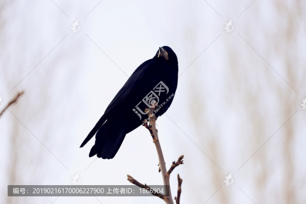 樹(shù)上的烏鴉