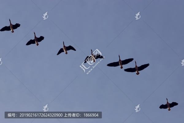 一字形雁群