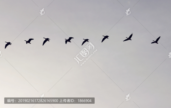 雁群
