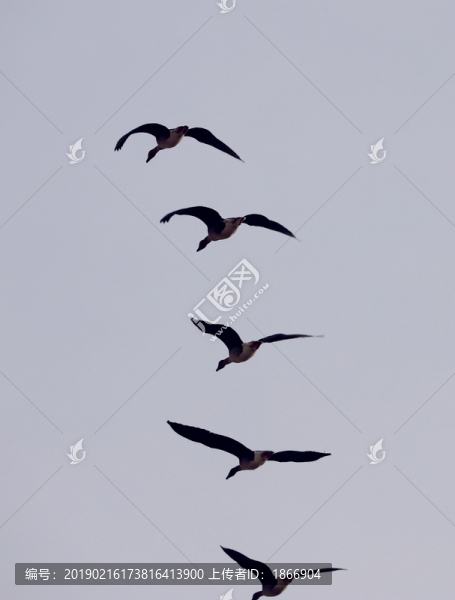 一字形雁群