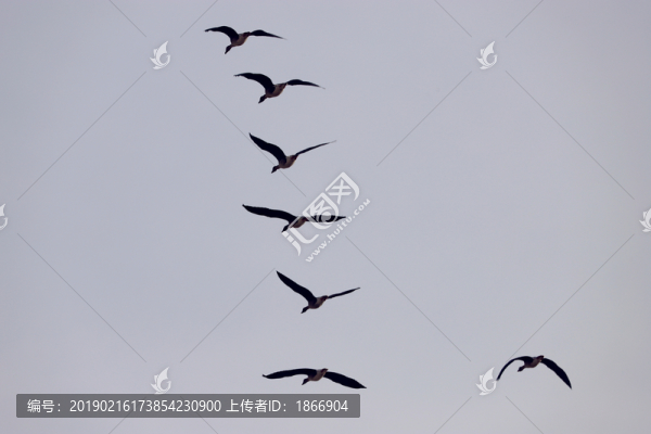 一字形雁群