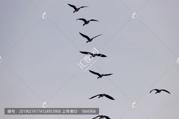 一字形雁群