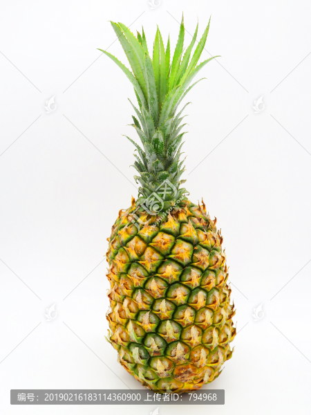 菠蘿