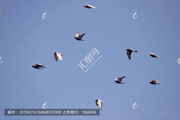 鴿群飛翔