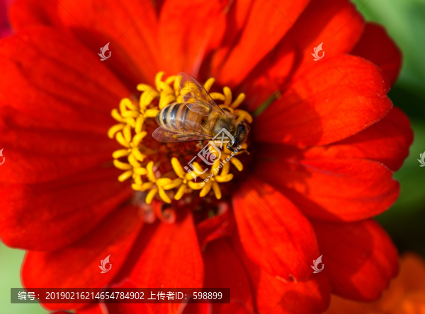花朵蜜蜂