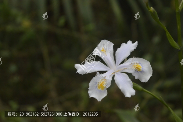 花瓣