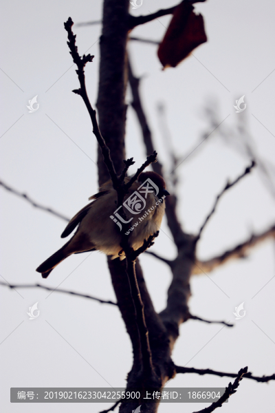 樹枝上的麻雀