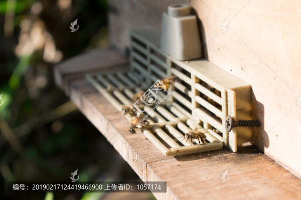 蜜蜂