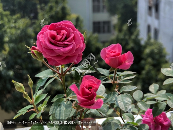 紅色玫瑰花