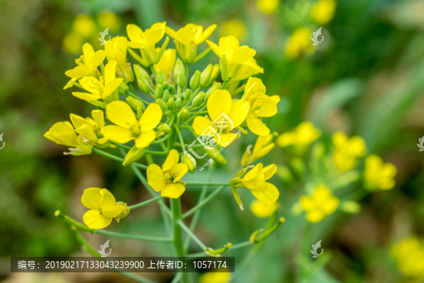 油菜花