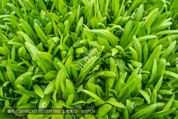 蔬菜背景