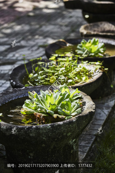 陽(yáng)光廣利的水生植物