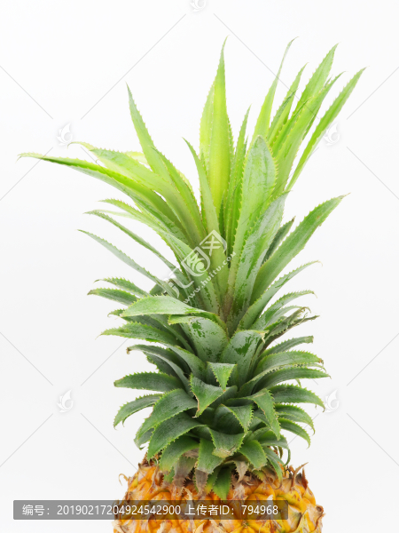 菠蘿